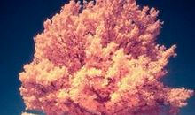 心灵是棵会开花的树