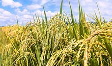 成熟的过程是那样的不堪