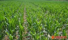 描写玉米的作文