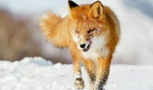 狡猾的“狐狸”