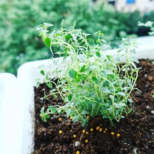我变成了植物
