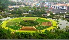 杭州八卦田游记小学作文