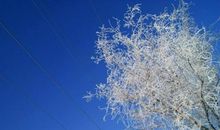 我爱家乡的雾凇