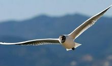 一只小鸟飞进教室