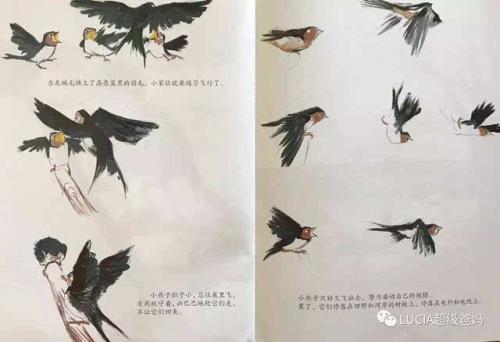 观察小燕子的日记