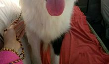 爱狗，从我做起