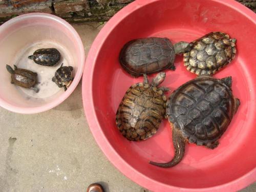 怯turtle的乌龟