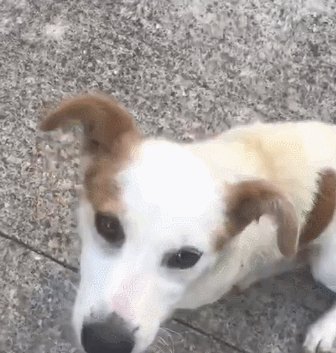 邻居的狗
