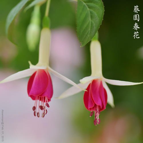 青春绽放如花