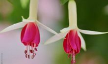 青春像花儿一样绽放