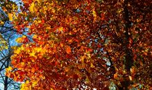 秋天的浪漫_550字