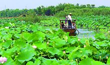 关于采莲的作文