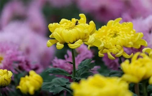 菊花的味道