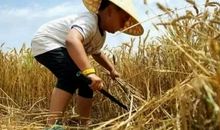 割麦子