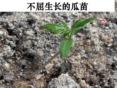 坚强向上，人生是美好的