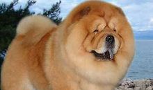 续写不会叫的狗第二种