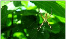 蜘蛛织网的奥秘