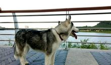 我是一只幸福的水牛