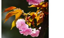 那段樱花盛开的日子