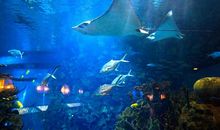 游北京海洋馆