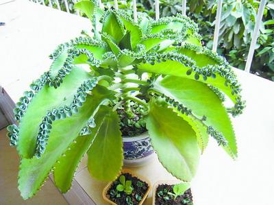 生根