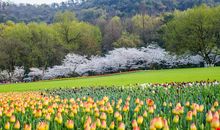 春天的西湖公园