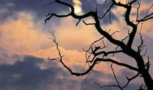 孤独也是一种美丽