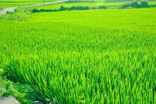从田野到运动场