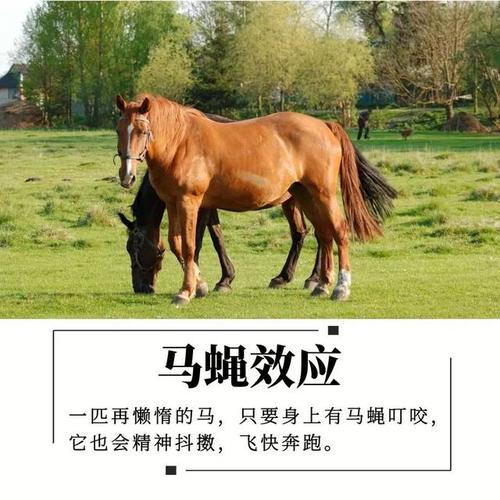 为命运而战