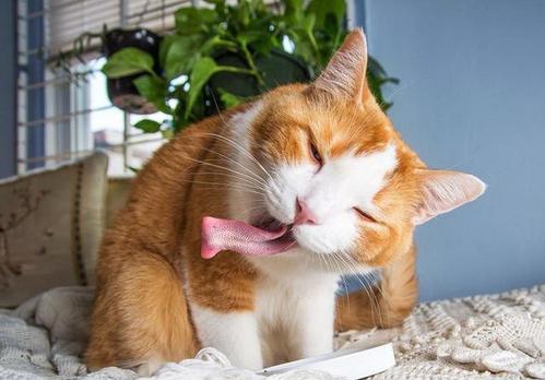 警官猫犯了老鼠