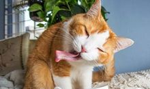 猫警官冤枉了老鼠