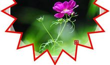 心存希望，花开满廊