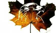 我留守了一片落叶