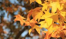 那一支秋天的歌