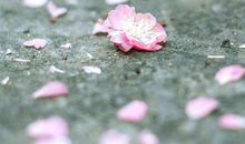 那些如落花的记忆