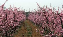 桃花在心中盛开