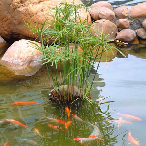 池塘的四个季节