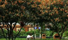 在桂花树下守望的人