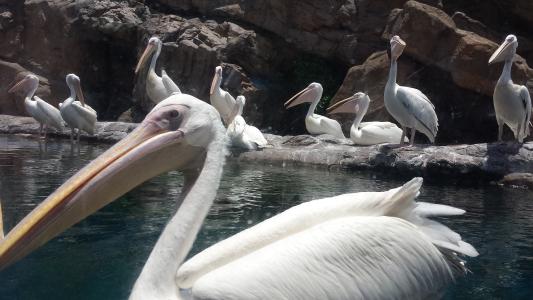 珠海长隆海洋王国游记