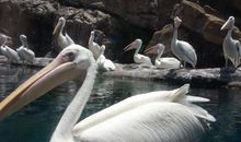 珠海长隆海洋王国游记