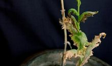 都是平板电脑惹的祸