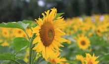 那个金黄色的夏天