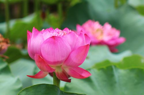 不同的莲花