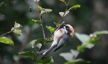 假如我是一只小小鸟