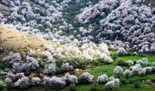 心底杏花驻春色