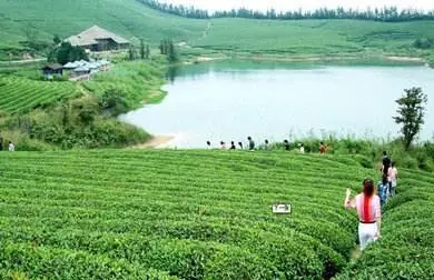 茶园研究