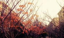 相遇，落叶入流水