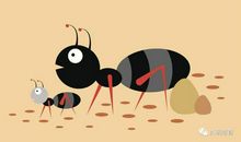 团结友爱的蚂蚁