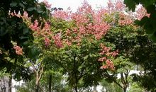 我爱家乡的栾树