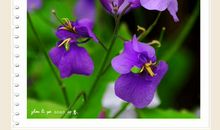 愿做那丛二月兰